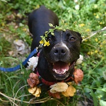 Black dog wearing flower crown