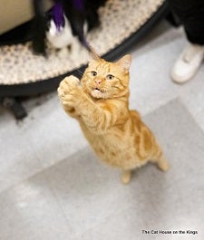 Orange tabby cat standing on hind legs