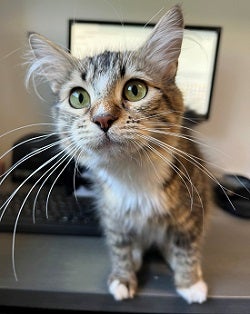Tabby cat standing in front of computer