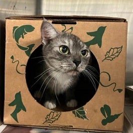 Gray tabby cat in box