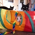 Orange and white cat in rainbow cat tunnel with two black cats standing behind tunnel