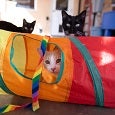 Kitten in tunnel