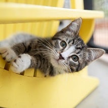 Kitten peeking out from yellow chair