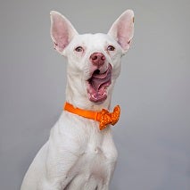 White dog with mouth open wearing orange bandana