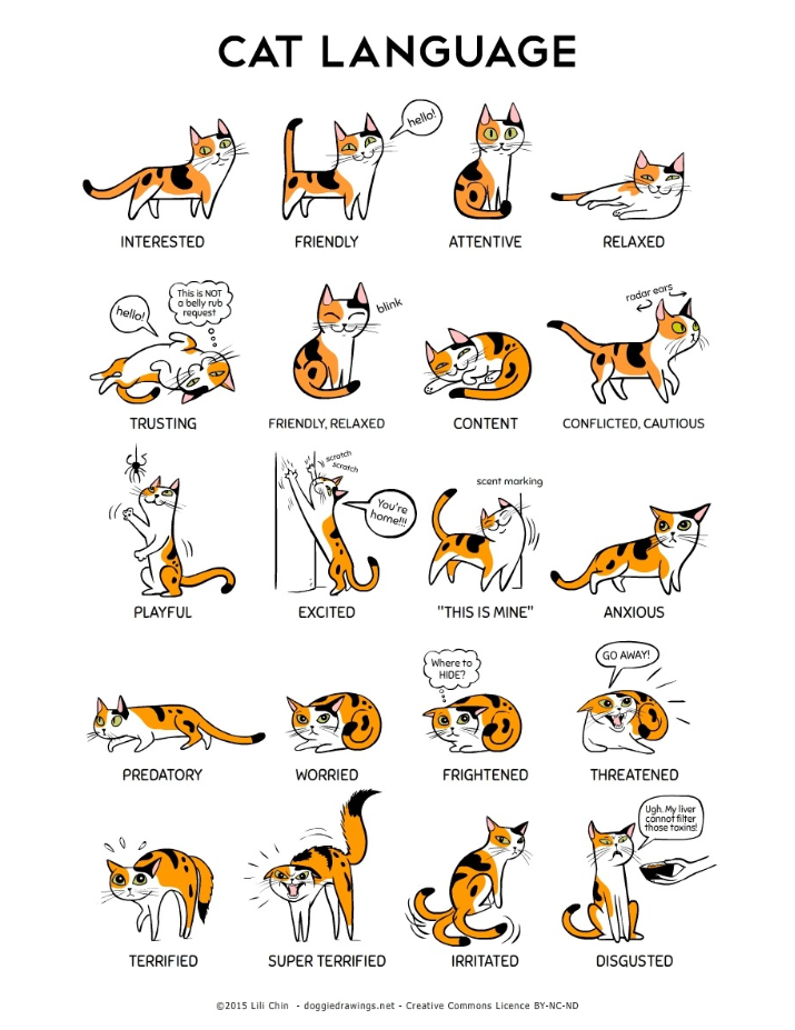 Cat language image