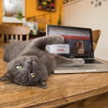 Tabby cat lying on side on table next to laptop