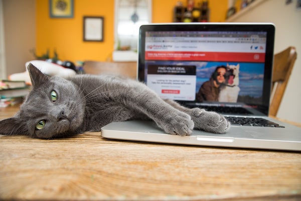 a gray cat lays on a laptop