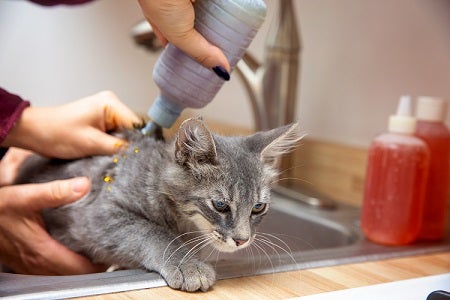 Kitten receiving ringworm treatment in sink
