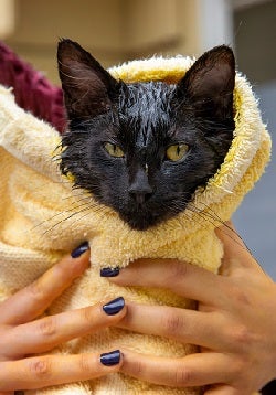 Black cat wrapped in yellow towel