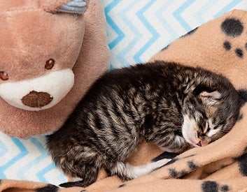 Kitten snuggling up to teddy bear