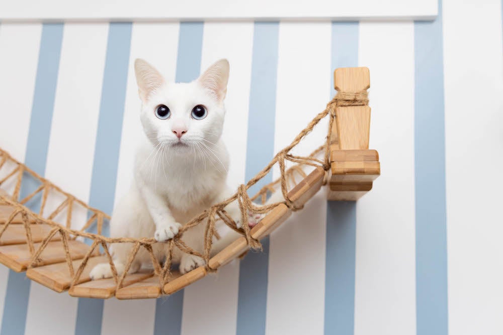 white cat on a bridge