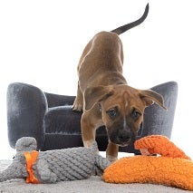 Brown puppy jumping off gray chair towards toys