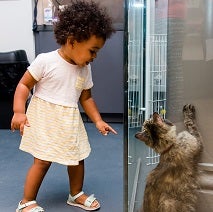 Little girl looking at  tabby cat in glass enclosure