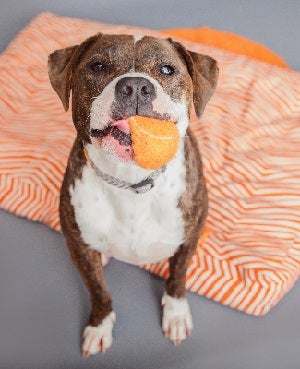 Brindle and white dog on white and orange bed with toy in its mouth