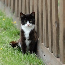 Black and white cat sitting in grass next to brown fence