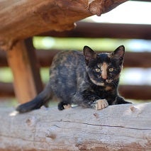 Black and brown cat on log