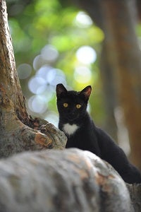Black community cat standing and looking over rock next to a tree