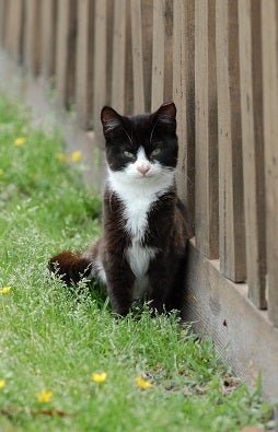 Black and white cat standing outside