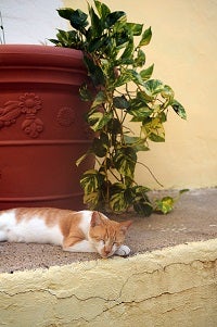 White and tan community cat sleeping in front of flower pot