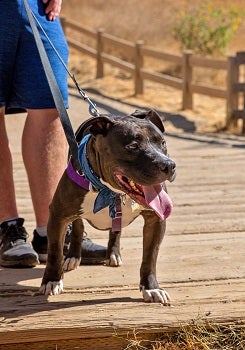 Pit bull type dog on leash walking on boardwalk