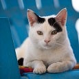 Black and white cat lying on blue chair