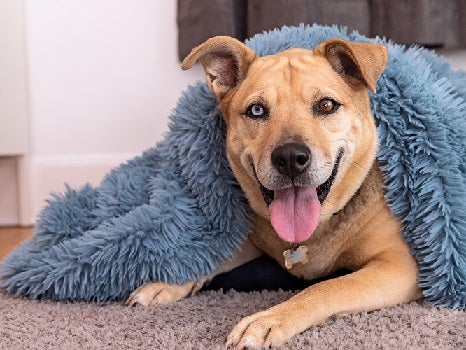 Brown dog lying under blue blanket