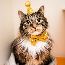 Long haired striped cat wearing gold party hat and bow tie