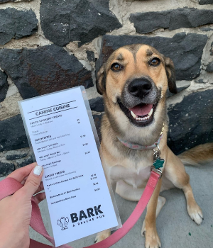 Tan dog sitting with menu next to face
