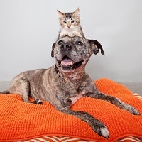 Brindle pit bull type dog lying on orange bed with kitten standing behind head