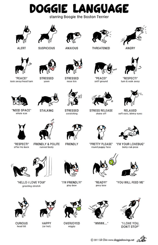 Doggie Language Image