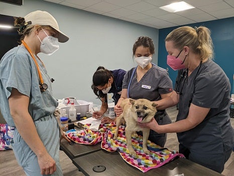 Dog on table being examined by staff