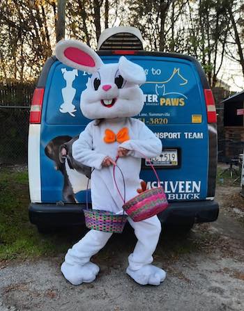 a person in a rabbit costume holding two easter baskets