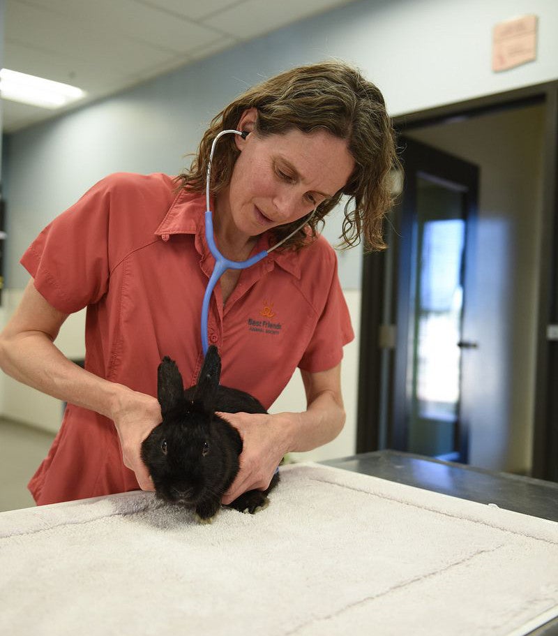 vet examines a rabbit