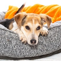 Brown and white beagle lying in gray dog bed with orange blanket