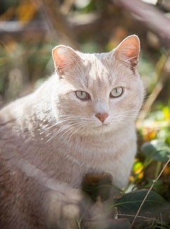 White cat standing in grass