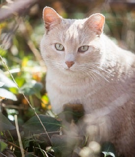 Cream colored cat sitting in grass