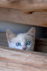 White community kitten peeking from behind wood
