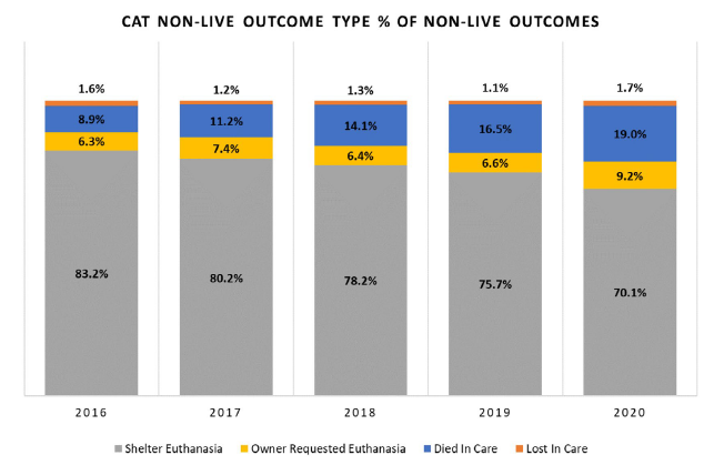 Cat non-live outcome type % of non-live outcomes