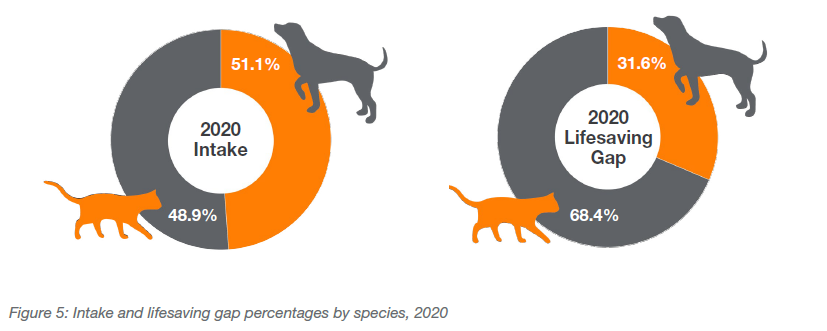 Intake and lifesaving gap percentages by species, 2020