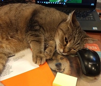 Tabby cat lying with head near computer mouse