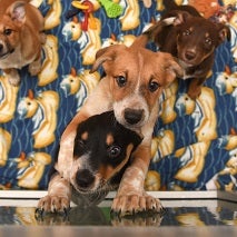 Puppies in a puppy room