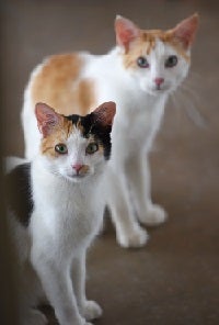 Two orange and white cats standing one in front of the other