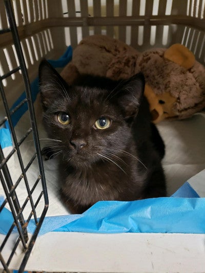 black cat in a carrier waiting to be fixed at the vet