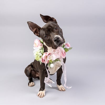 a black and white dog with a wreath of roses in a photo taken in a studio