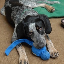 Black and white puppy lying down with blue toy in mouth