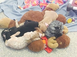 Puppies sleeping on large stuffed moose
