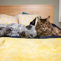 Cat and dog lying on yellow blanket on bed