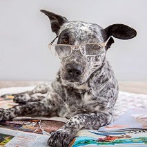 Black and white dog wearing reading glasses