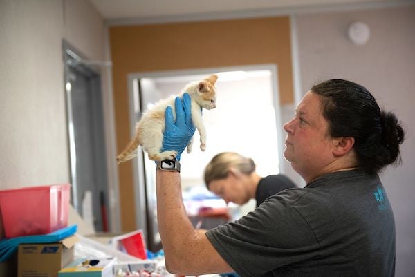 an animal shelter worker evaluates a kitten