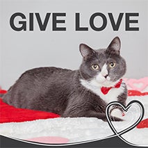 Give Love Valentine adoption promotion kit